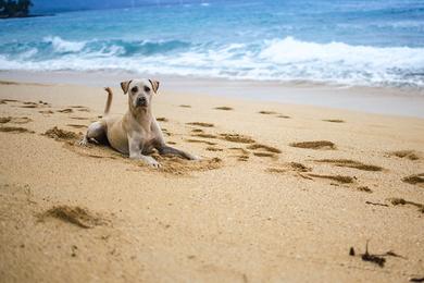 Sandee Pets’ Beach Photo