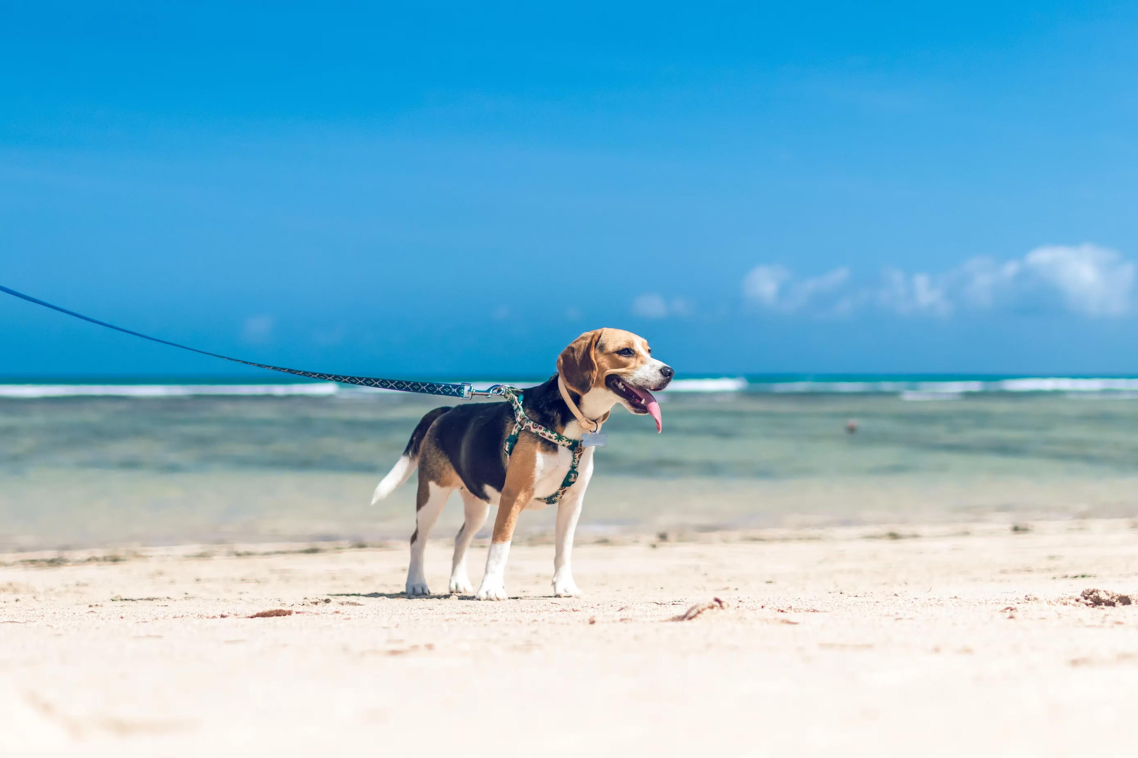 Best Dog Beaches  Photo - Sandee